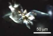 Kryształowe silniki napędzane światłem przyszłością robotów molekularnych