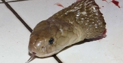 Ucięta głowa węża przyczyną śmierci kucharza