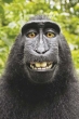 Pamiętasz słynne małpie selfie? Cały gatunek tej małpy jest zagrożony